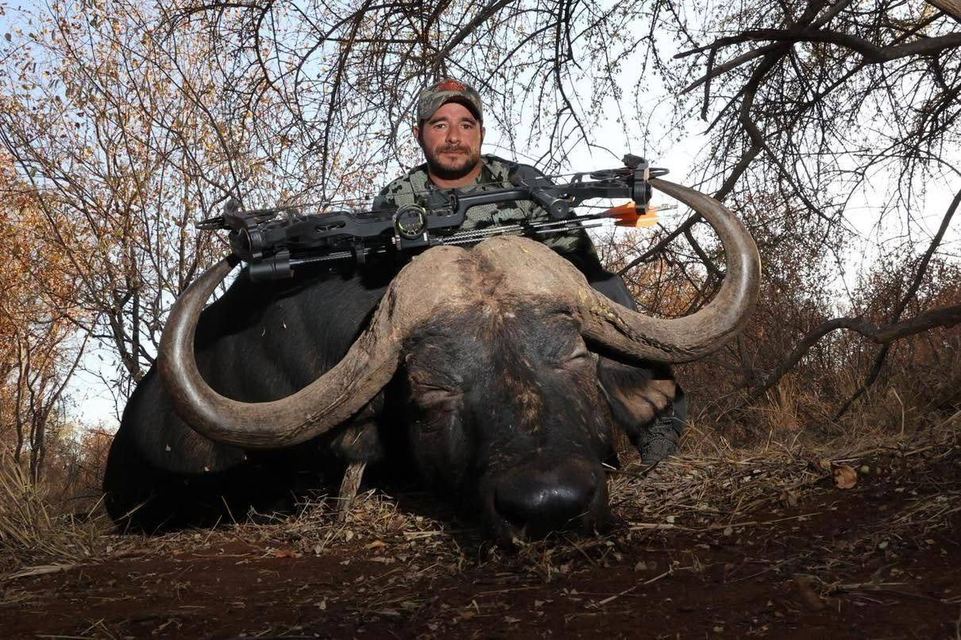 Cape Buffalo taken by a Double Shot client in Africa