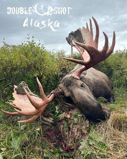 Moose taken by a Double Shot client in Alaska